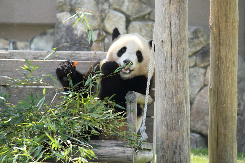 Panda,Eats,Bamboo,Leaves